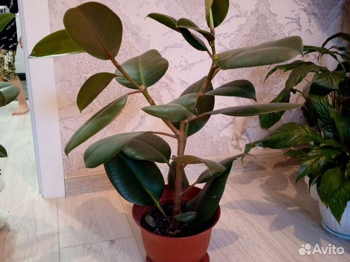 Комнатные цветы