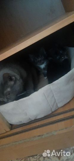 Котики в самые добрые ручки