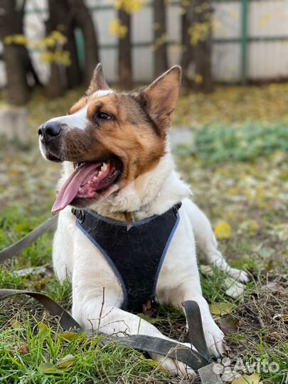 Эта сладкая булочка ищет своего хозяина