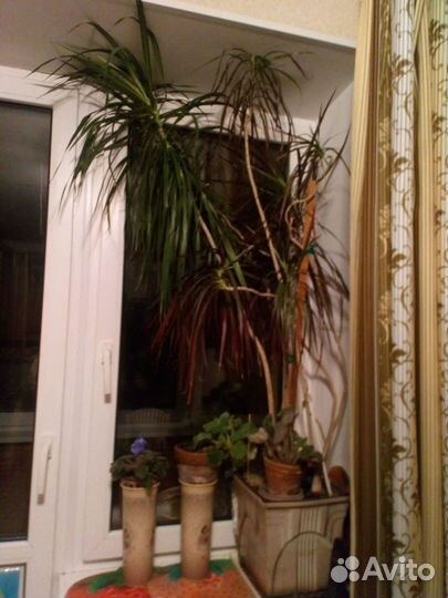 Драцена, хлорофитум, кактус