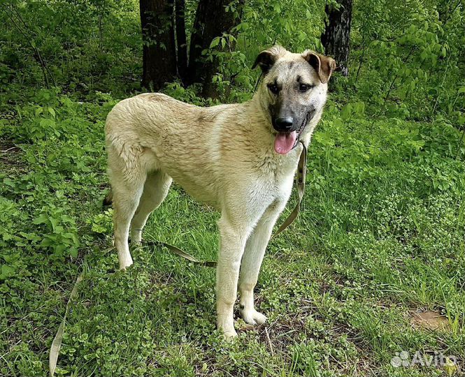 Собака в добрые руки отдам бесплатно