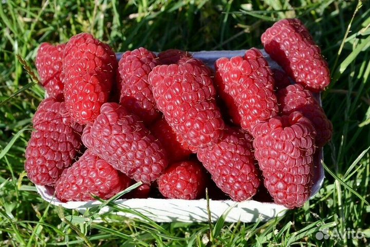 Яблоня, груши, сливы, абрикосы, вошня, черешня