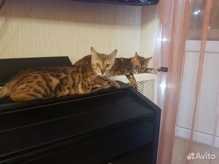 Предлагаю к продаже бенгальских кошек