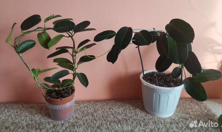 Стефанотис