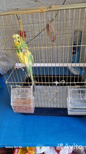 Волнистый попугай с клеткой
