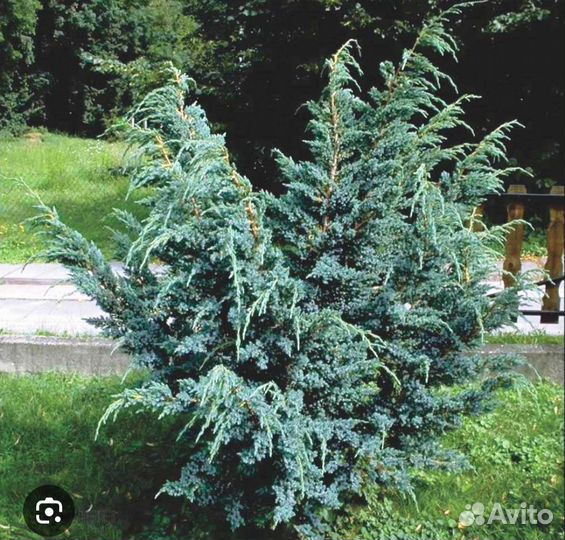 Можжевельник чешуйчатый