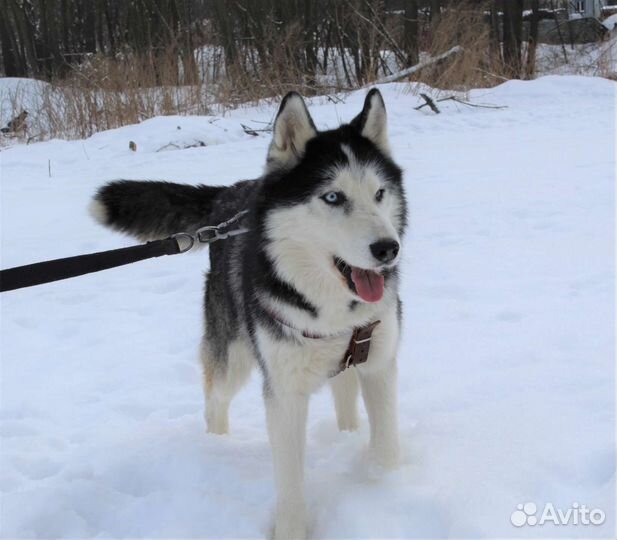 Сибирский хаски Ян спасён от смерти