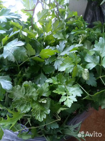 Руккола, петрушка