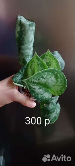 Сциндапсус Экзотика пиктус