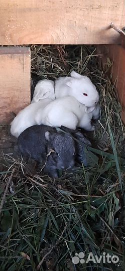 Кролик 2 месяца