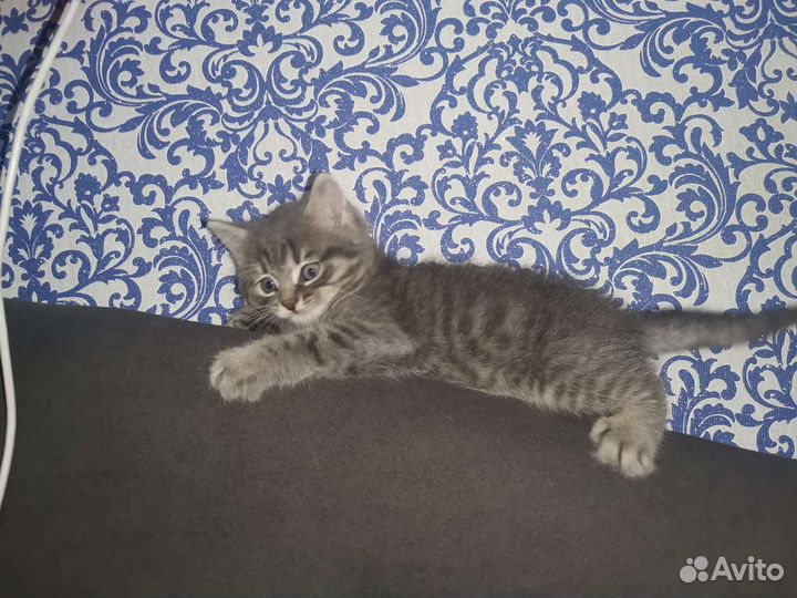 Котенок мальчик