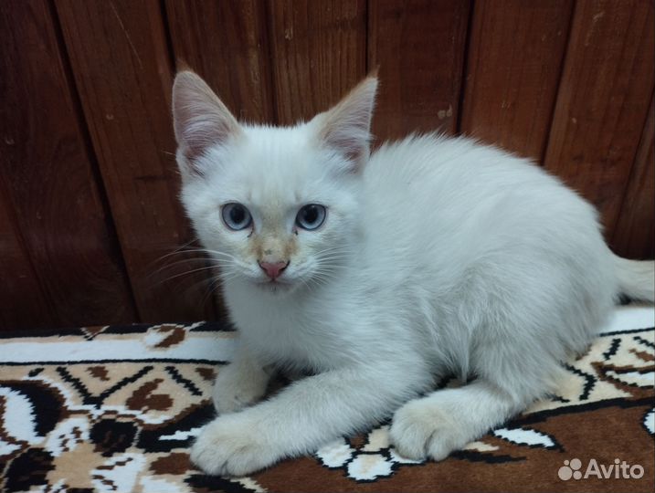 Котята