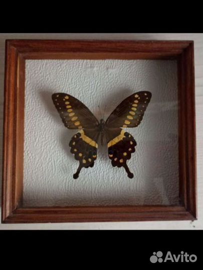 Бабочка в рамке