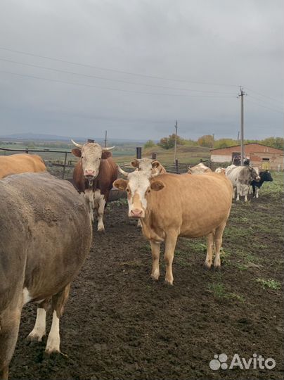 Стельные телки и бычки