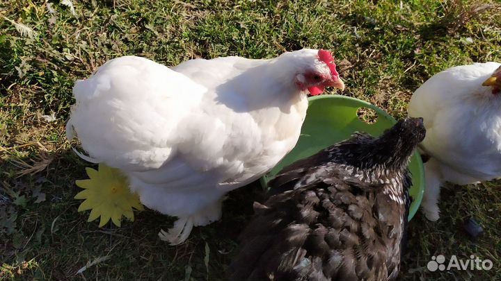 Декоративные карликовые куры