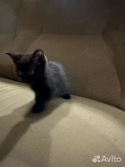 Котенок-девочка в добрые руки