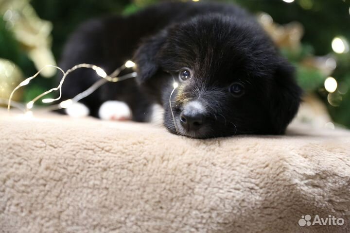 Бордер колли Мальчик