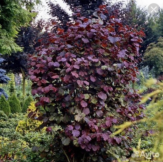 Лещина краснолистная (фундук)