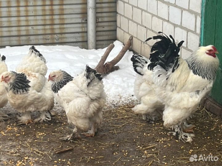 Яйцо Брама(светлая и куропатчатая) и Мехеленская