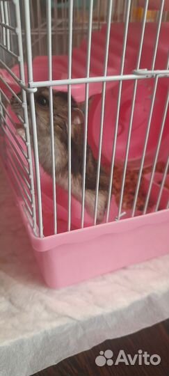 Джунгарский хомяк с клеткой