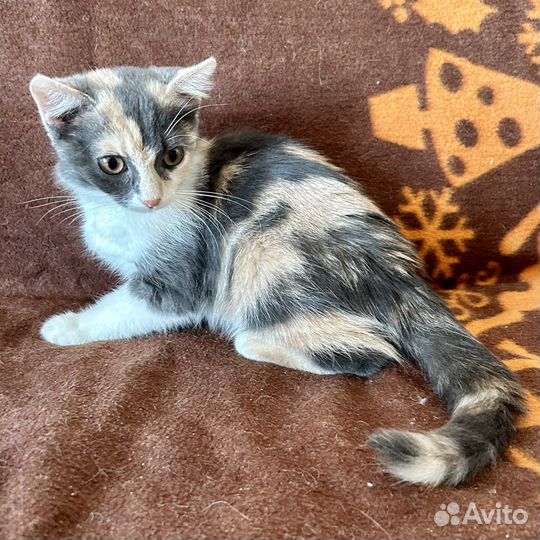 Котёнок Плюша в добрые руки