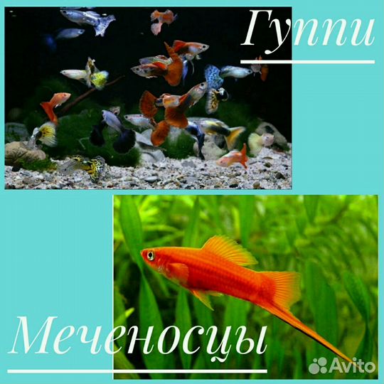 Аквариумные рыбки