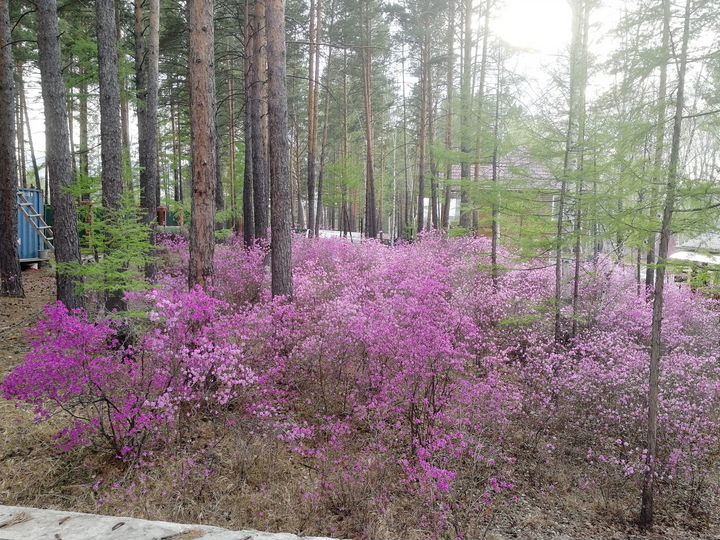 Коттедж 440 м² на участке 32 сот.