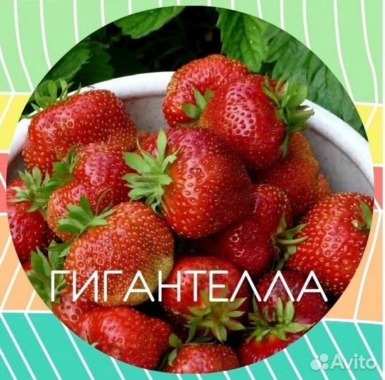 Усы Клубники Разные Сорта