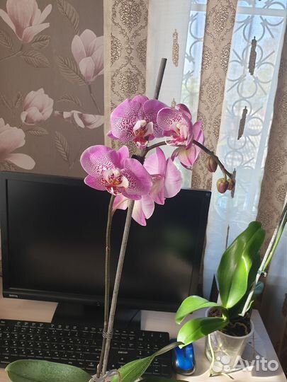 Орхидея фаленопсис