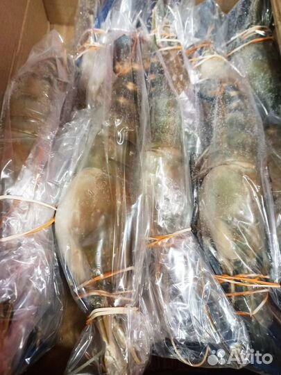 Креветка Скампи н/р с/м U5