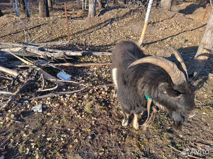 Чешский козел