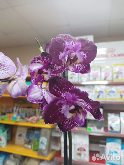 Орхидеи