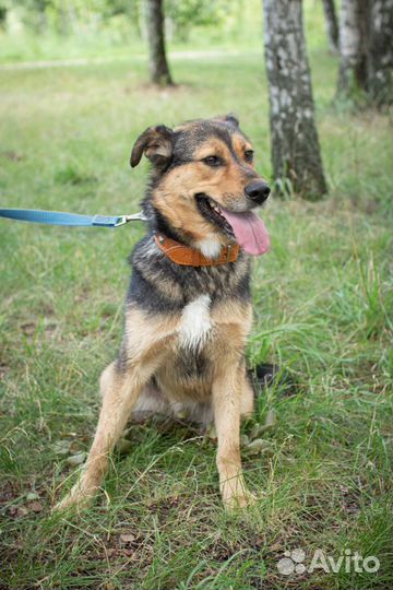 Умная собака ждёт в приюте хозяина