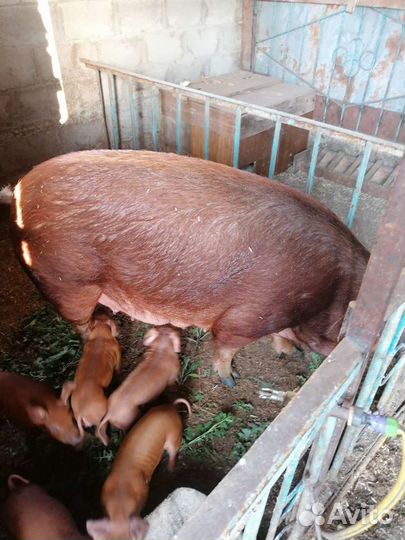 Поросята дюрки