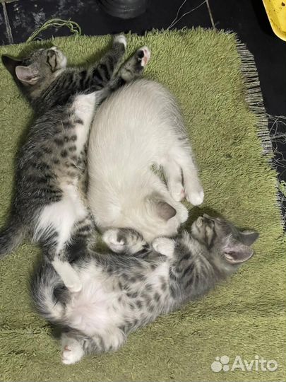 Котятки в добрые руки