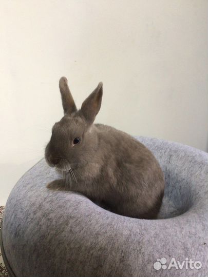 Карликовый кролик