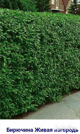 Саженцы бирючины