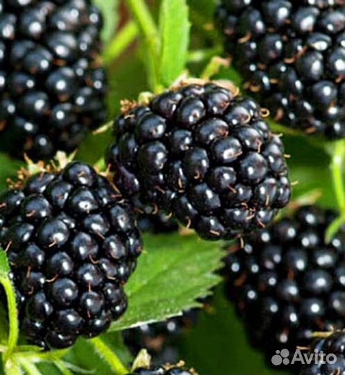 Саженцы ежевики