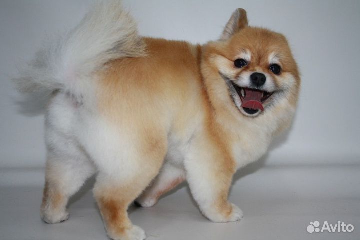 Стрижка собак и кошек. Чистка зубов. Тримминг