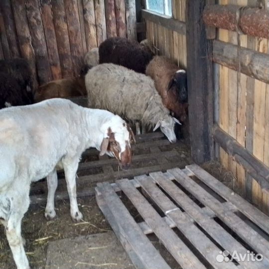 Овцы бараны