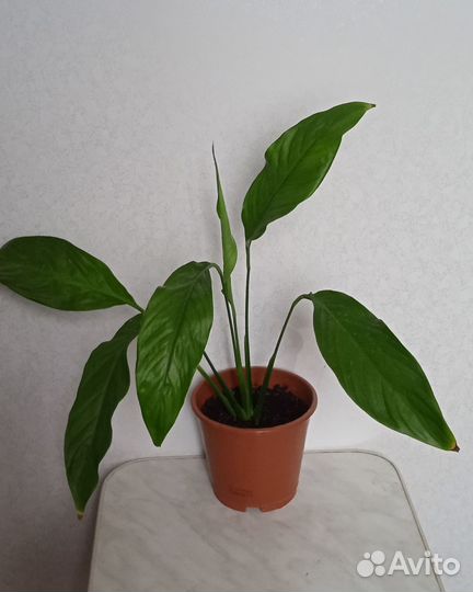 Спатифиллум