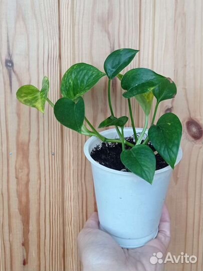 Сциндапсус золотистый