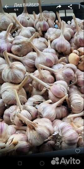Чеснок