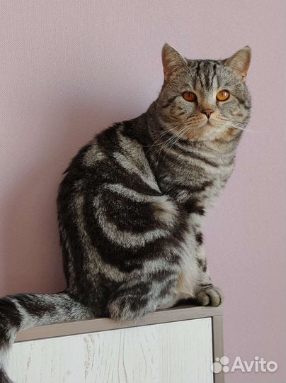 Кот на вязку