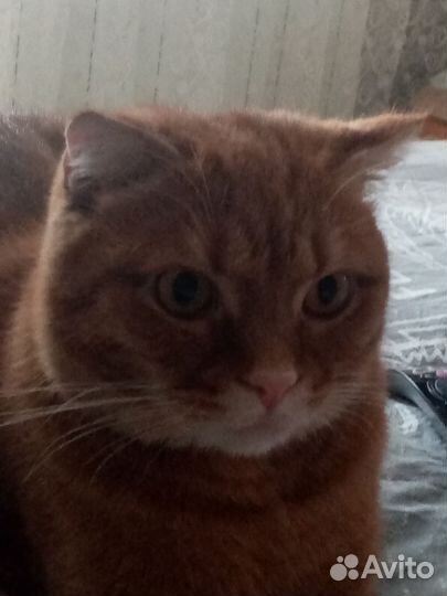 Отдам кота в добрые руки