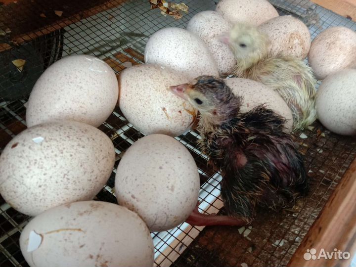 Инкубационное яйцо Индюшата Бройлер