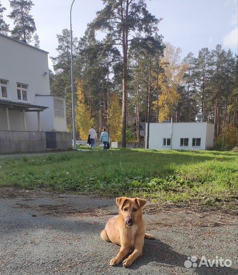 Собака