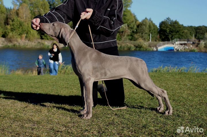 Щенок в охоту