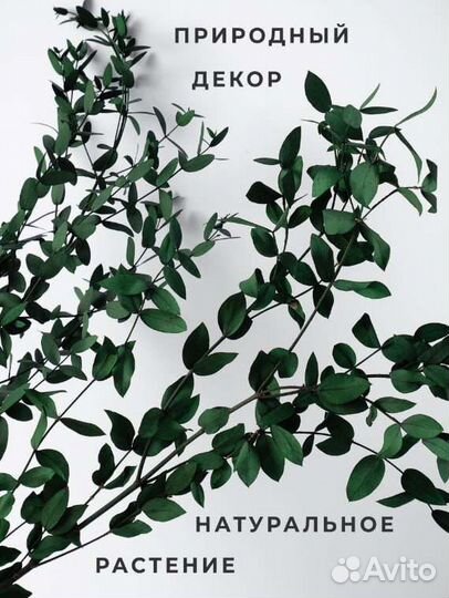 Сухоцвет эвкалипт стабилизированный