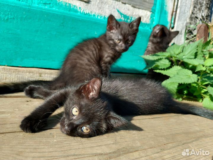 Отдам котенка в добрые руки